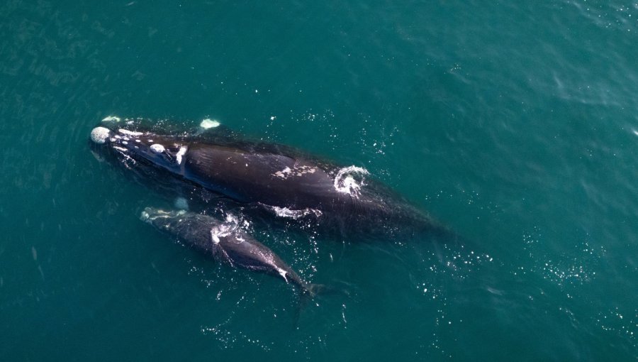 Reportan inusual aumento de avistamientos de ballena franca austral del pacífico sudeste en las costas chilenas