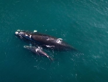 Reportan inusual aumento de avistamientos de ballena franca austral del pacífico sudeste en las costas chilenas