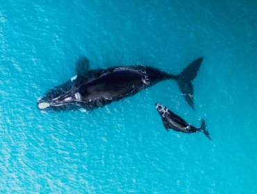 Académico explica por qué el avistamiento de una ballena y su cría en la costa de Concón es "inusual"