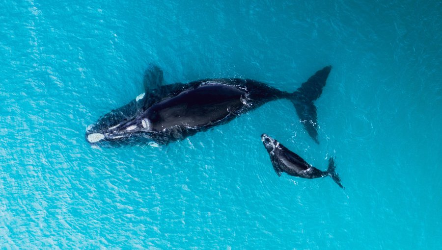 Académico explica por qué el avistamiento de una ballena y su cría en la costa de Concón es "inusual"