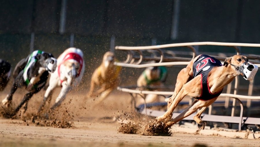 Cámara de Diputados rechaza proyecto que buscaba prohibir y sancionar la organización de carreras de perros galgos