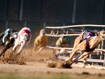 Cámara de Diputados rechaza proyecto que buscaba prohibir y sancionar la organización de carreras de perros galgos