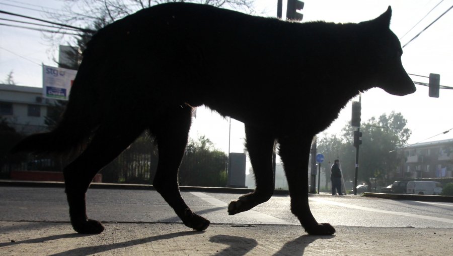 Crece preocupación por impacto de perros ''peligrosos'' en zonas urbanas y rurales