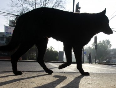 Crece preocupación por impacto de perros ''peligrosos'' en zonas urbanas y rurales