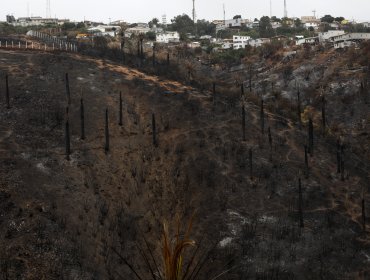 Piden extender bono de acogida a afectados del megaincendio en Viña, Quilpué y Villa Alemana