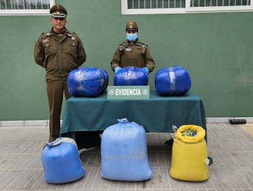 En prisión preventiva quedó sujeto boliviano al que se le incautaron 80 kilos de hojas de coca en paradero de buses en Llay Llay