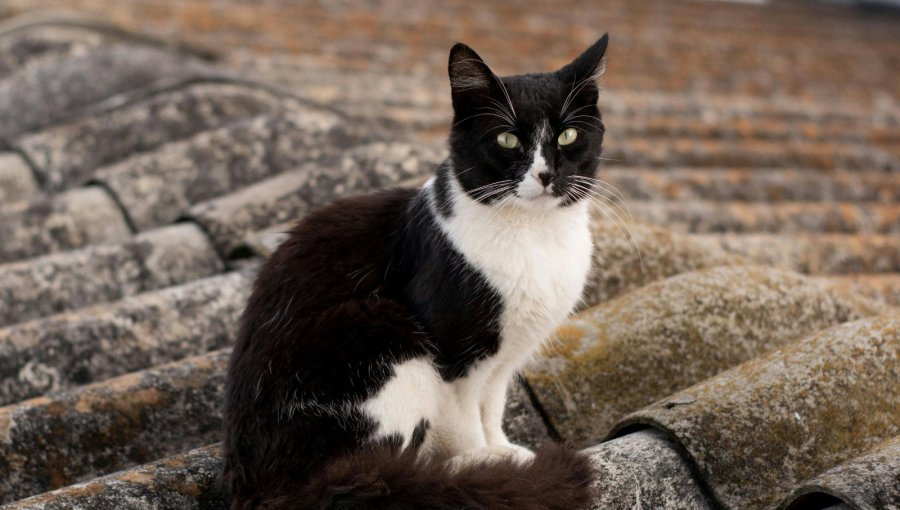 Agosto, mes de los gatos: experto derriba algunos mitos en torno a sus cuidados