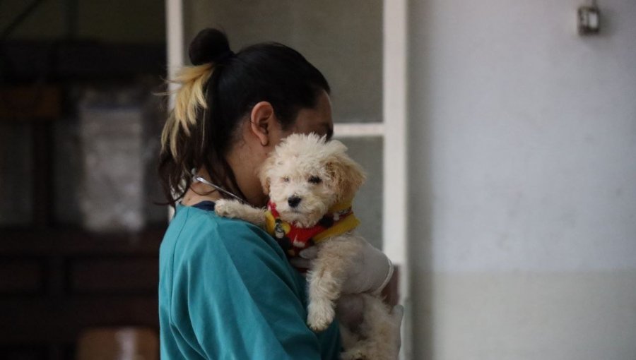 Clínica Veterinaria Móvil recorrerá Valparaíso para esterilizar y hacer chequeos preventivos a animales que lo requieran