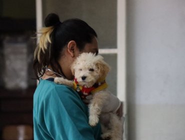 Clínica Veterinaria Móvil recorrerá Valparaíso para esterilizar y hacer chequeos preventivos a animales que lo requieran