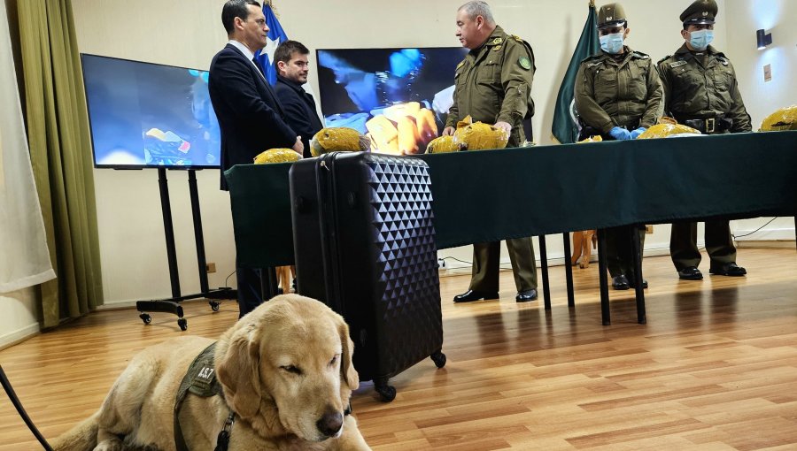 Gracias a perro detector incautan más de 10 kilos de droga en bus interprovincial en La Araucanía