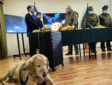 Gracias a perro detector incautan más de 10 kilos de droga en bus interprovincial en La Araucanía