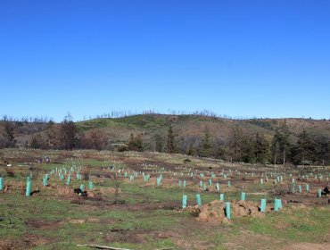 Conaf inició primera etapa de la reconstrucción de la Reserva Nacional Lago Peñuelas de Valparaíso