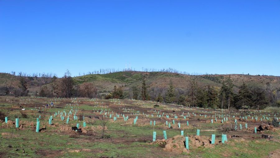 Conaf inició primera etapa de la reconstrucción de la Reserva Nacional Lago Peñuelas de Valparaíso