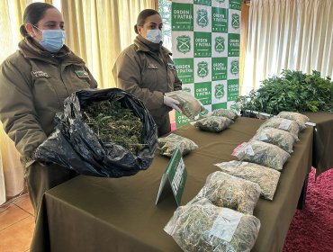 Incendio en casa de Coyhaique permite descubrir cultivo indoor de marihuana y droga avaluada en 56 millones de pesos