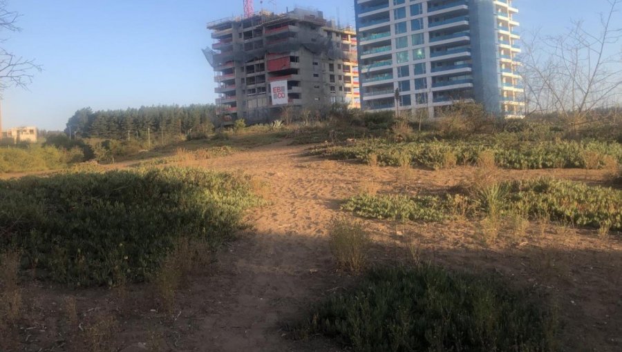 Municipio de Viña del Mar en jaque: pagar millonaria deuda a Besalco o perder exclusivo terreno inmobiliario en Reñaca