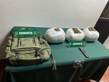 Canes detectores de droga detectan marihuana en un bus que transitaba por Nogales