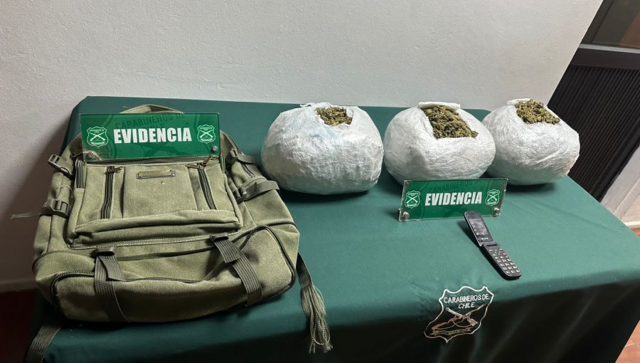 Canes detectores de droga detectan marihuana en un bus que transitaba por Nogales