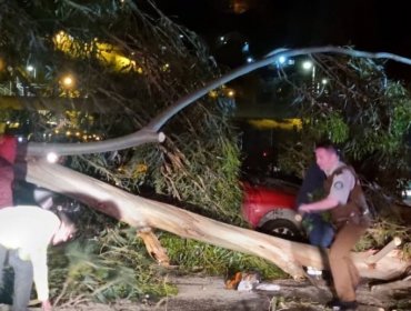 Dos lesionados deja la caída de árbol sobre vehículos en sector Santos Ossa de Valparaíso: se registra alta congestión