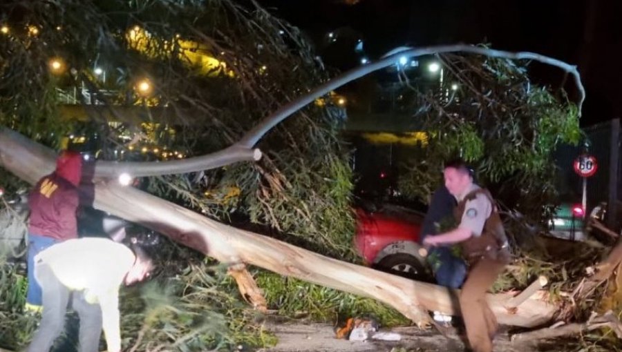 Dos lesionados deja la caída de árbol sobre vehículos en sector Santos Ossa de Valparaíso: se registra alta congestión