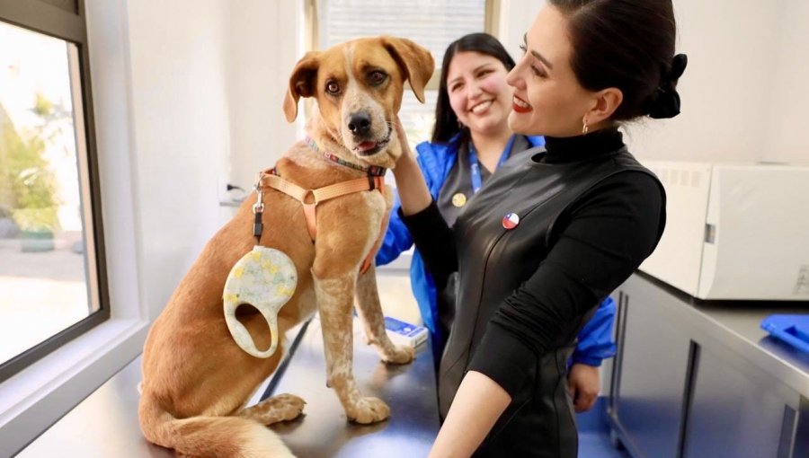 Viña del Mar cuenta con su primer Centro Veterinario Municipal: habrá atención primaria gratuita para mascotas de vecinos