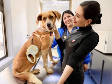 Viña del Mar cuenta con su primer Centro Veterinario Municipal: habrá atención primaria gratuita para mascotas de vecinos