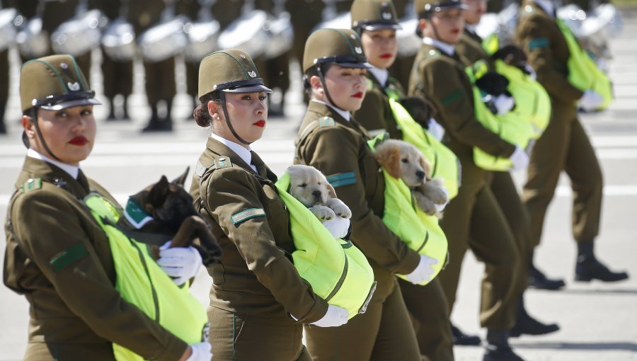 Las mejores imágenes del desfile de la unidad canina de Carabineros en la Parada Militar