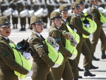 Las mejores imágenes del desfile de la unidad canina de Carabineros en la Parada Militar