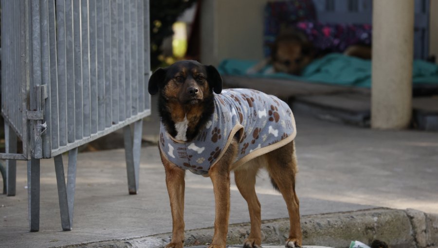 Denuncian brutal caso de abuso sexual contra perros en el cerro Las Cañas de Valparaíso