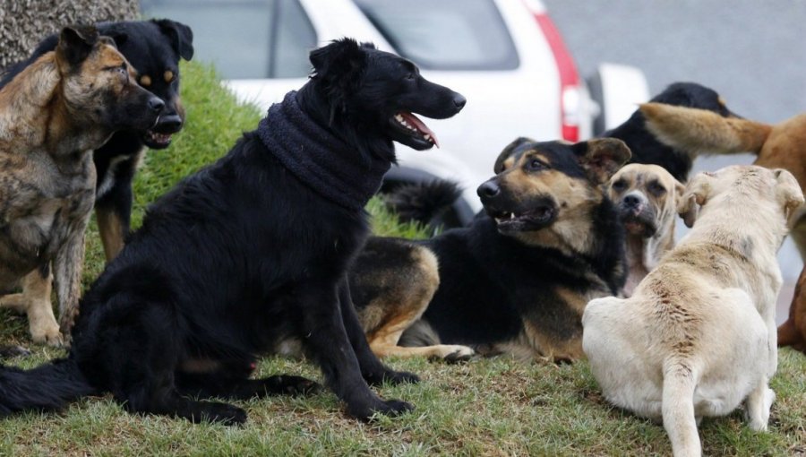 Caso de abuso contra mascotas en Valparaíso: "Esto no es nuevo, se ha denunciado y la justicia no se hace cargo"