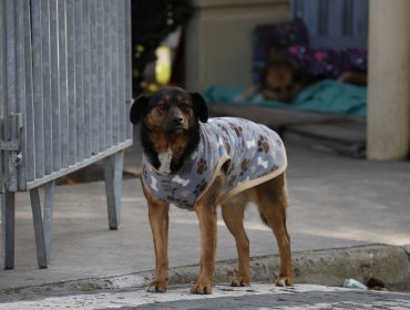 Denuncian brutal caso de abuso sexual contra perros en el cerro Las Cañas de Valparaíso