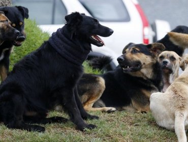 Caso de abuso contra mascotas en Valparaíso: "Esto no es nuevo, se ha denunciado y la justicia no se hace cargo"