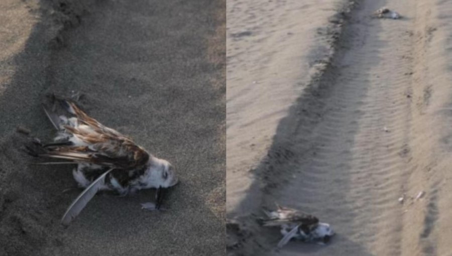 Vídeo de imprudente chofer en Playa de Ritoque revela que habría generado muerte de aves marinas