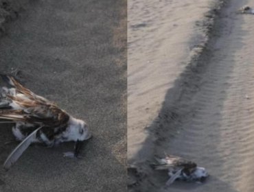 Vídeo de imprudente chofer en Playa de Ritoque revela que habría generado muerte de aves marinas