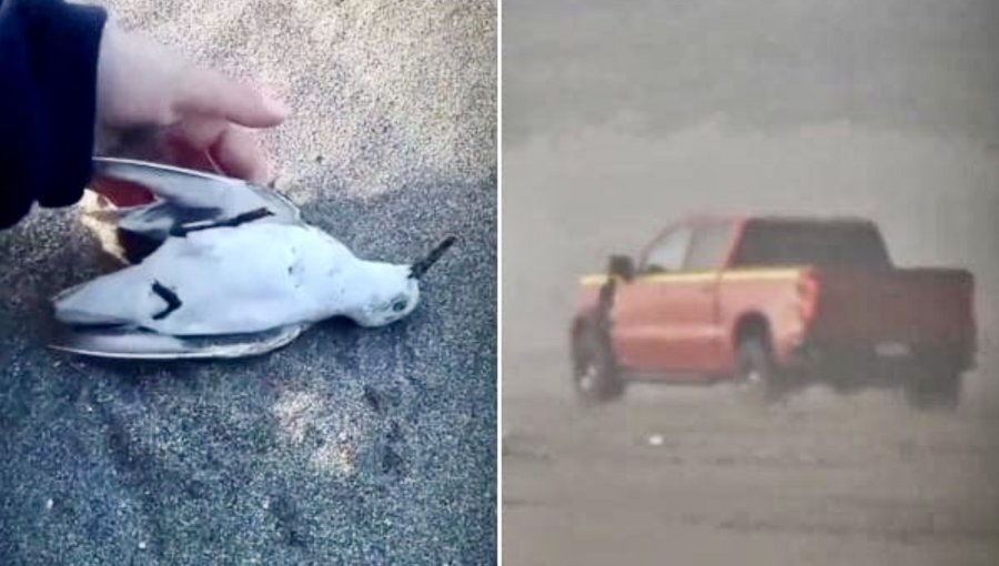 Presentan recurso de protección y diputados ofician a autoridades por atropello de aves y nidos en la playa de Ritoque