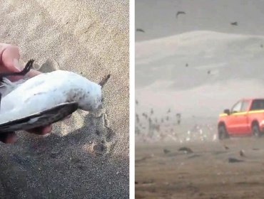 Diputados frenteamplistas exigen sanciones para el autor de atropello de aves en playa de Ritoque: "La indiferencia no es opción"