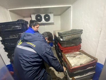 3,89 toneladas de merluza común fueron incautadas durante el mes de veda en Chile