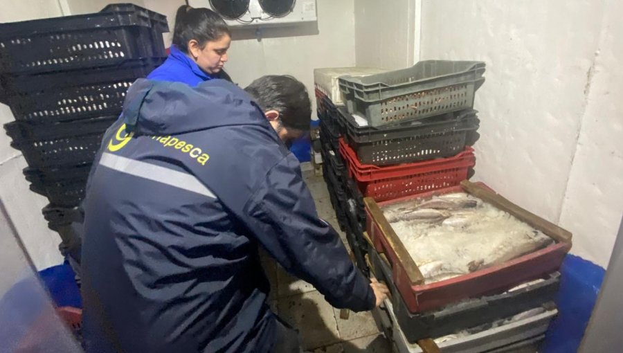 3,89 toneladas de merluza común fueron incautadas durante el mes de veda en Chile