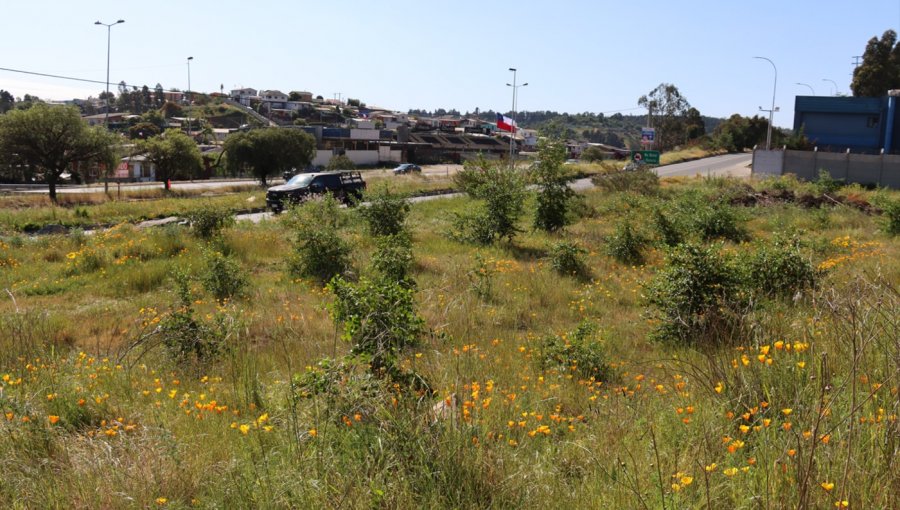 Proyecto construirá 240 viviendas sociales en terreno del Serviu en Reñaca Alto