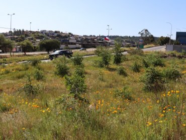 Proyecto construirá 240 viviendas sociales en terreno del Serviu en Reñaca Alto