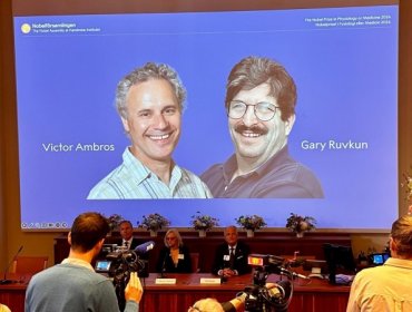 Victor Ambros y Gary Ruvkun fueron galardonados con el premio Nobel de Medicina por el descubrimiento del microARN