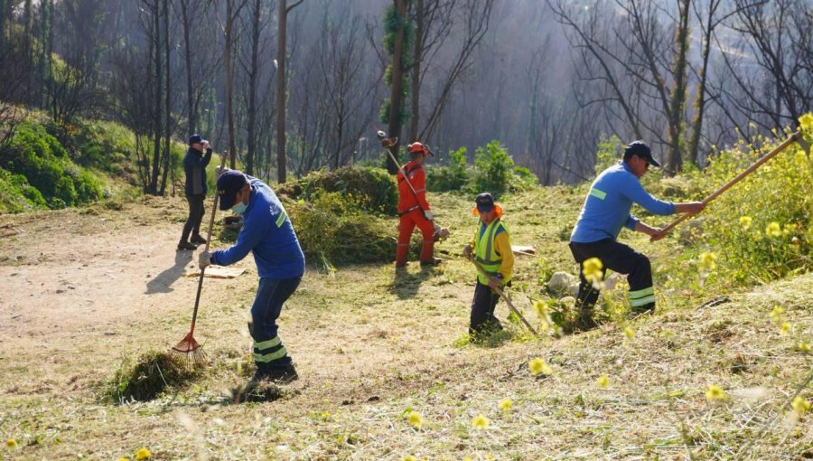 Programa municipal realizará 120 mil metros de cortafuegos en sectores de Viña del Mar