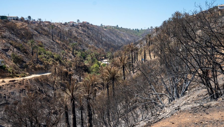 Analizan solicitud de empresas para reducir Santuario de la Naturaleza en Viña del Mar afectado por megaincendio