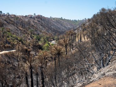 Analizan solicitud de empresas para reducir Santuario de la Naturaleza en Viña del Mar afectado por megaincendio