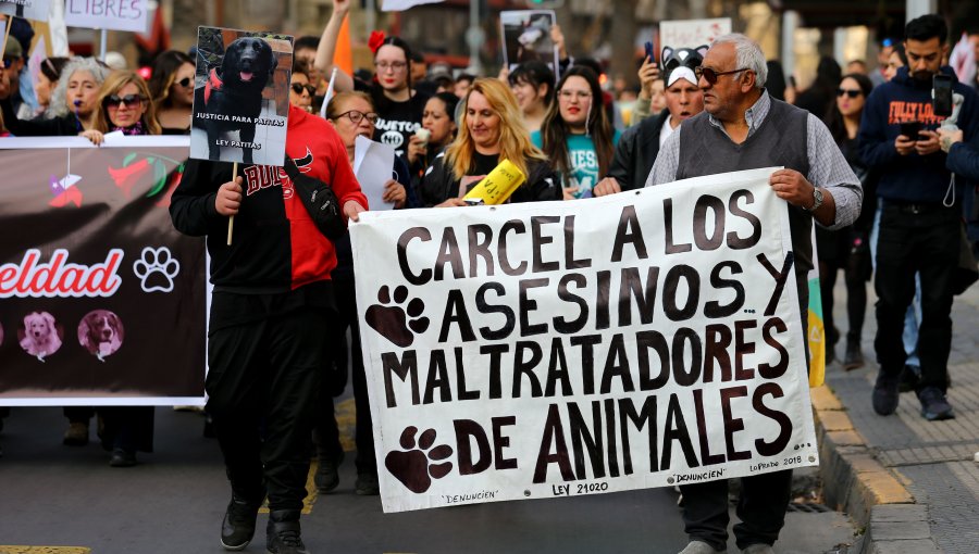 Delito de zoofilia se tipificará dentro de actos de maltrato o crueldad animal