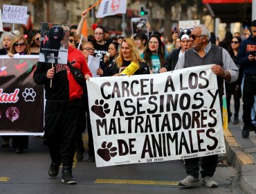 Delito de zoofilia se tipificará dentro de actos de maltrato o crueldad animal