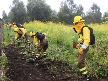 Construyen cortafuegos para proteger 40 viviendas de Potrerillos en San Antonio ante incendios forestales