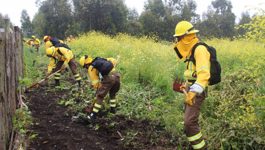 Construyen cortafuegos para proteger 40 viviendas de Potrerillos en San Antonio ante incendios forestales