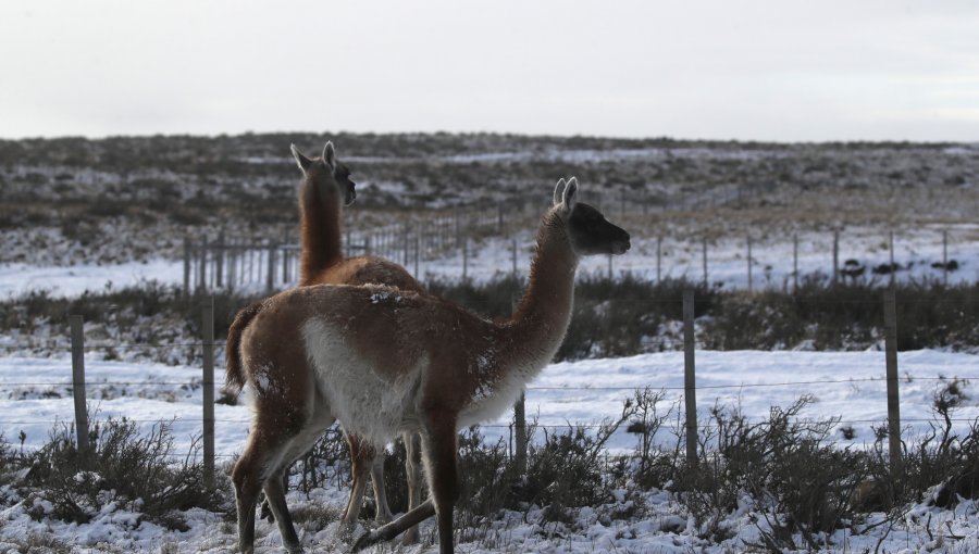 SMA ordena medidas urgentes a Minera Pacífico por muerte de guanacos en Huasco