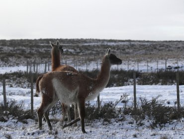 SMA ordena medidas urgentes a Minera Pacífico por muerte de guanacos en Huasco