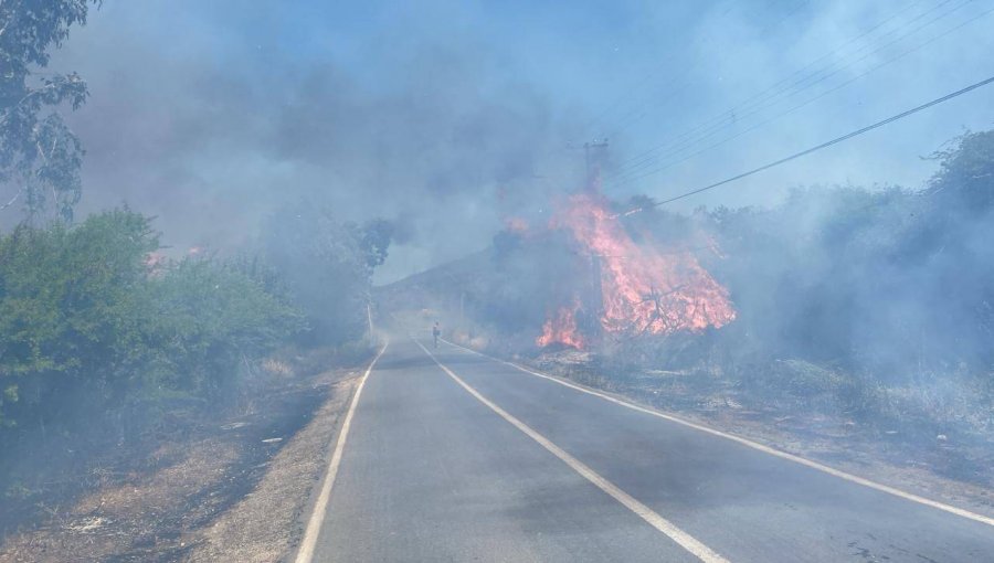 Incendio forestal consumió 2.500 metros de vegetación en sector de Limache